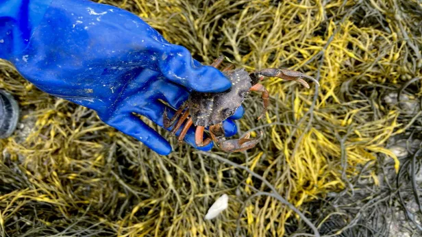 The Green Crab Working Summit