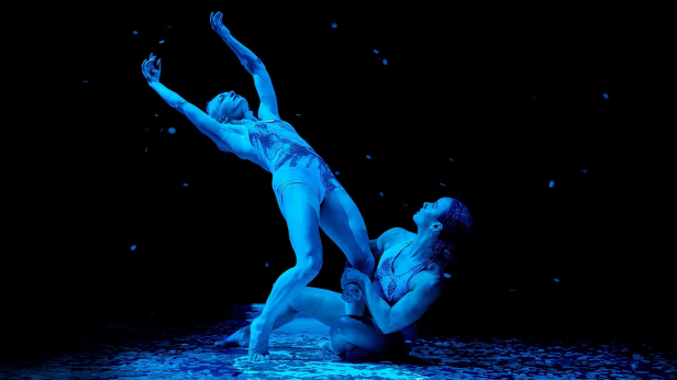 Pilobolus