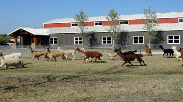 Alpaca Ranch Tour Tickets 2026