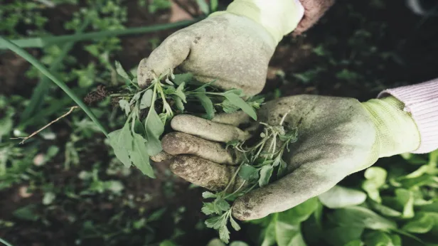 Weeding 101 (Online)
