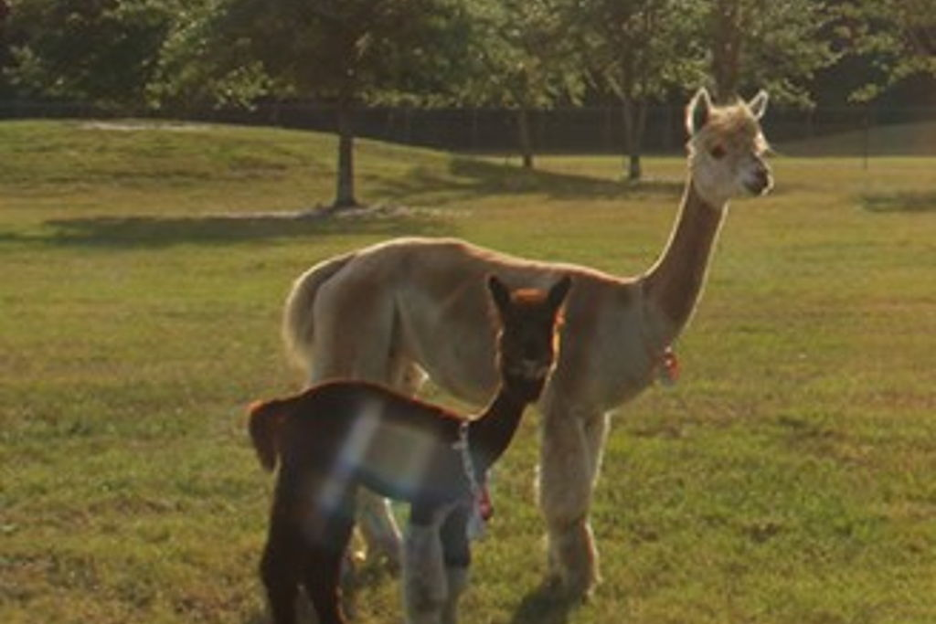 Fiber Fun at the Ranch