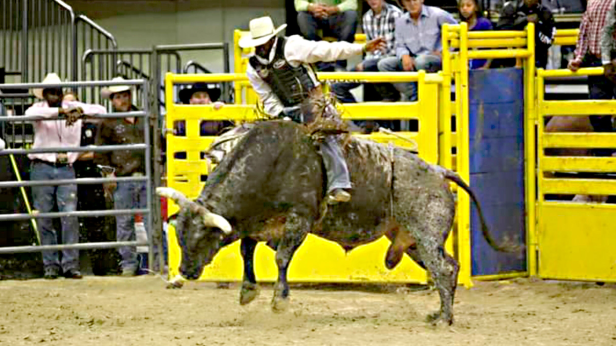 Mississippi Gulf Coast Black Rodeo