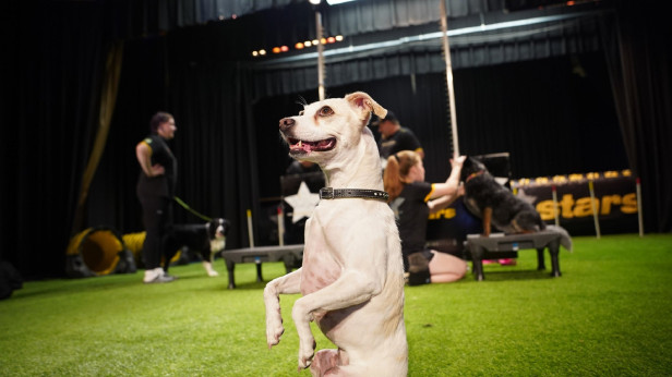 The Canine Stars Stunt Dog Show