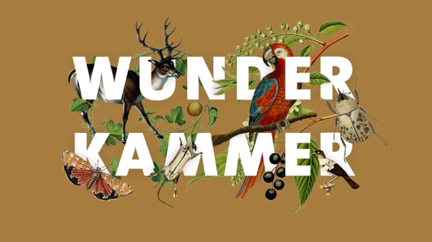 Wunderkammer: A Taxidermy Showcase And Competition.