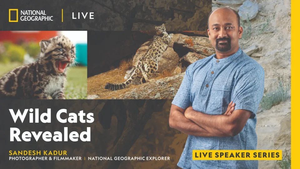 National Geographic Live - Wild Cats Revealed