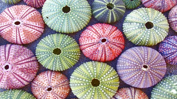Sea Urchin Paint Night