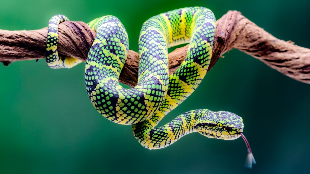 Reptile Show