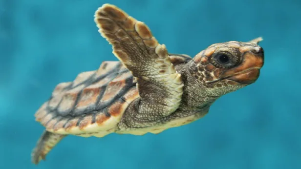 Baby Sea Turtle Paint Night